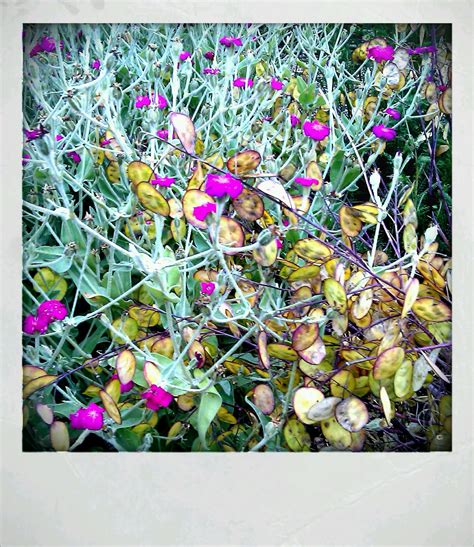 Celena Beech Photography: Walled Garden at Attingham Park