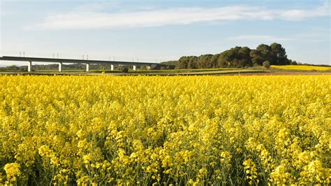 Rapeseed Canola Field - Free photo on Pixabay