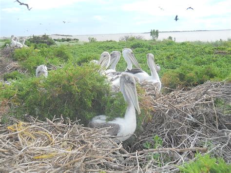 Brown pelican nesting. | Brown pelicans at a dredge spoils i… | Flickr