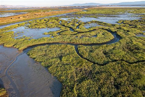 Sponsored | How Measure AA Funds are Restoring the Bay - Bay Nature