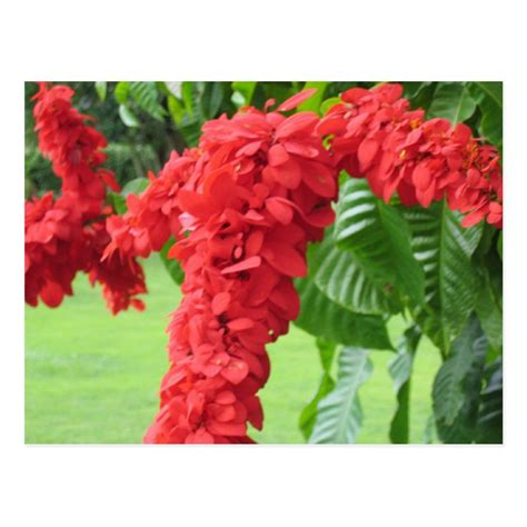 The Chaconia, The National Flower Postcard | Zazzle.com | Flowers, Tropical flowers, Trinidad