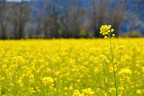 Free photo: Mustard Field - Crops, Field, Mustard - Free Download - Jooinn