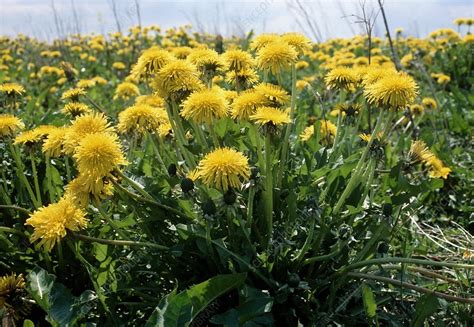 Taraxacum vulgare - Stock Image - B838/0758 - Science Photo Library