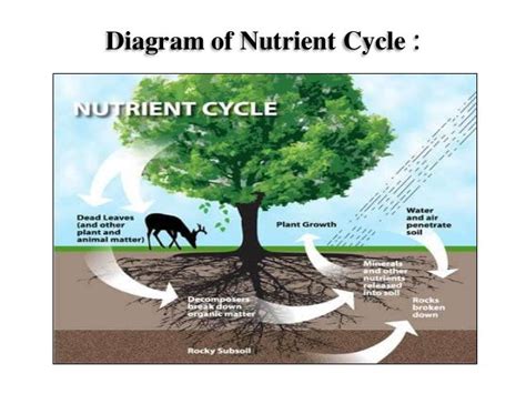 soil fertility and nutrient cycle