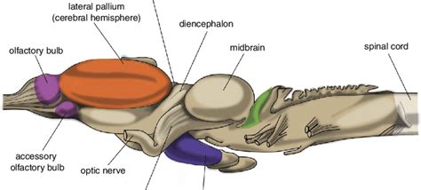 Central nervous system of frog. Adapted from (18). | Download ...