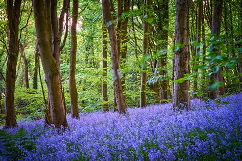 Why Blue Is the Color of Spring in Hampshire, England - Marriott Vacation Club