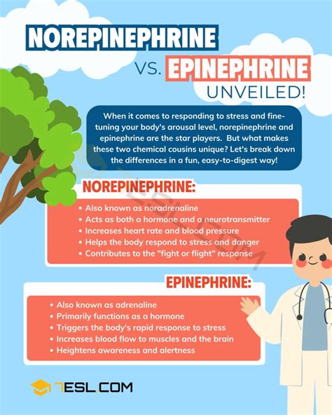 Norepinephrine vs. Epinephrine: The Main Difference • 7ESL