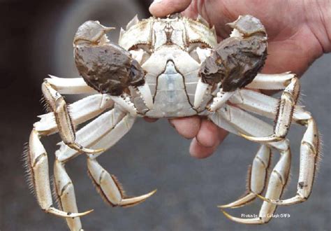 Chinese mitten crab - Invasives.ie