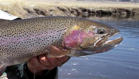 CUTBOW TROUT