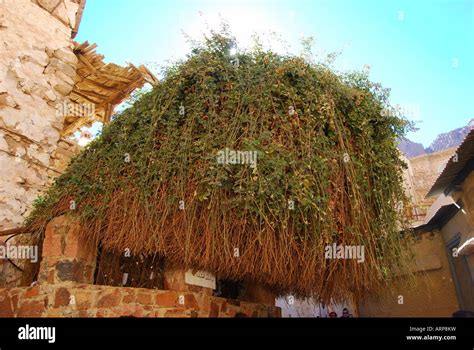 Burning Bush Sinai Stock Photos & Burning Bush Sinai Stock Images - Alamy