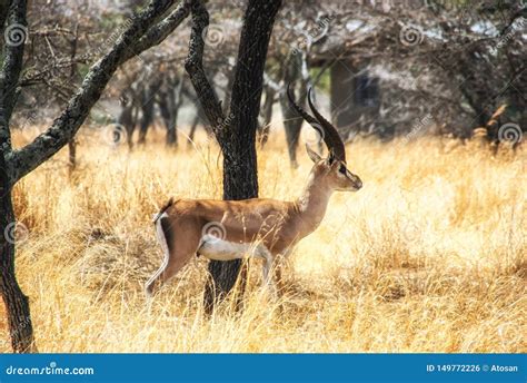 Ethiopia wildlife, Impala stock photo. Image of cute - 149772226