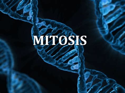 FREE VIDEO ANIMATION OF MITOSIS in 3 Minutes | Mitosis, Video animation, Animation