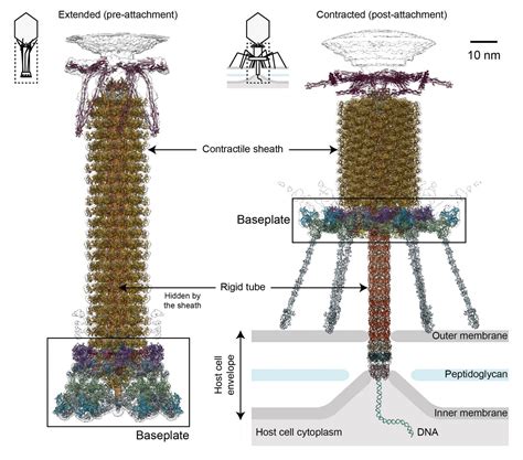 How viruses infect bacteria: A tale of a tail