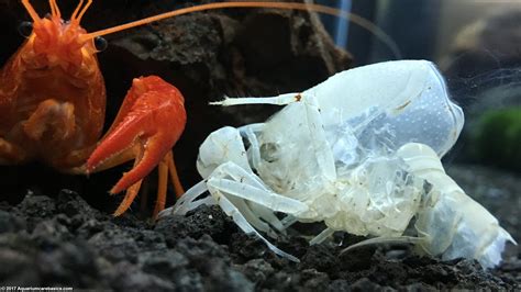 White Crayfish: Care, Size, Feeding, Tankmates & Molting - Video