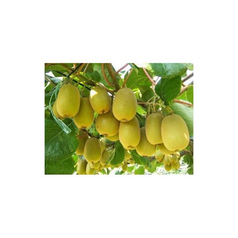 Golden Kiwi Fruit Seeds