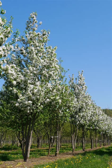 Malus sylvestris white flowers