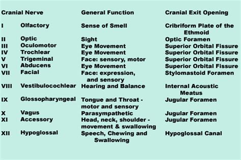 Cranial Nerve Mnemonic – Easy Way to Remember Cranial Nerves | Cranial nerves, Cranial nerves ...