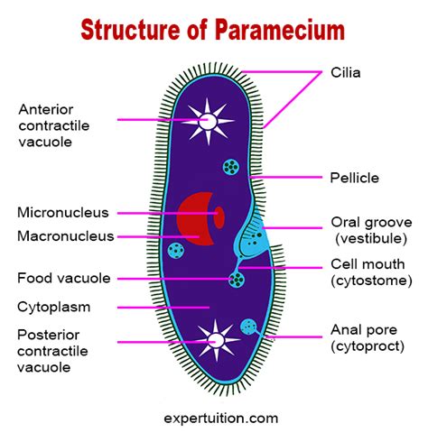 Paramecium Structure