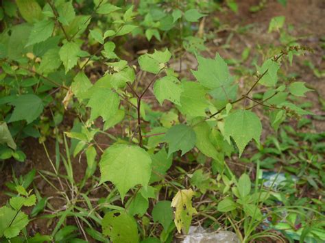 Triumfetta pentandra A.Rich. | Malvaceae (mallow family) » T… | Flickr