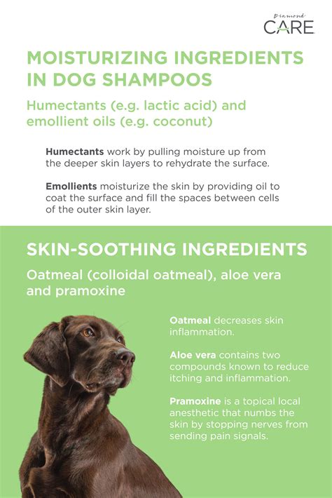 Ingredients You Should Look For in Sensitive Skin Shampoo for Dogs | Sensitive skin shampoo, Pet ...