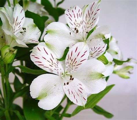 Flores de Alstroemeria | Flores, Significado de las flores, Plantas con flores