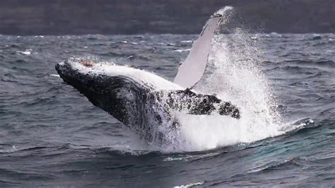 Watch: Incredible footage shows humpback whale breaching off Sydney ...