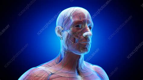 Anatomy of a male head, illustration - Stock Image - F037/8836 - Science Photo Library