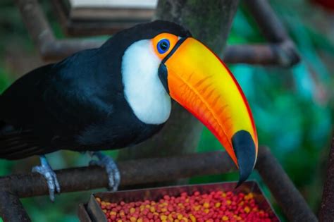 Premium Photo | Colorful toco toucan tropical bird eating portion in pantanal brazil