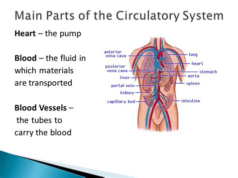 Circulatory System Organs And Their Functions Circulatory System | Images and Photos finder