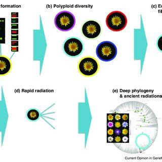 (PDF) Polyploidy and genome evolution in plants