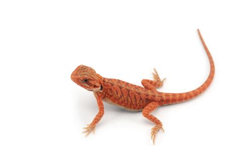 13 Bearded Dragon Morphs, Species, & Colors (Pictures)