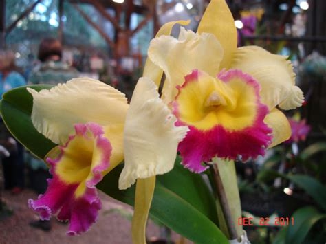 Orchids from Marie Selby Botanical Gardens in Sarasota FL