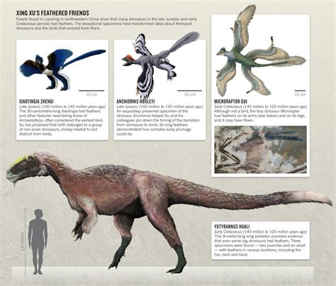 Yutyrannus | Paleontology World