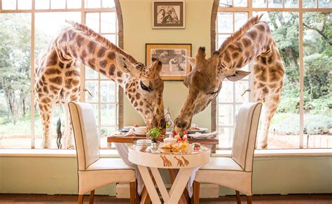 Giraffe Manor: A Luxury Hotel Located In A Noble Victorian Mansion