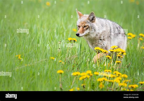 Coyote in the wild Stock Photo - Alamy