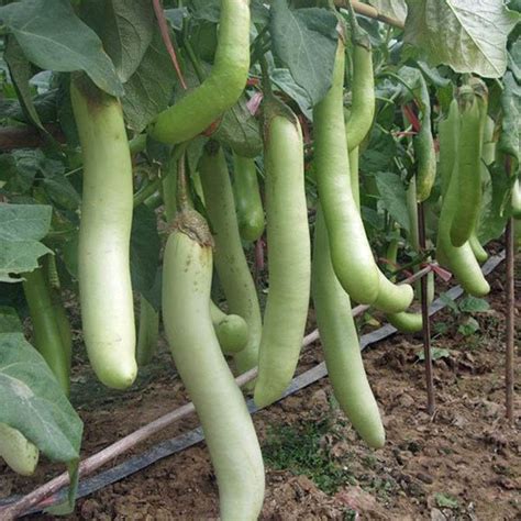 Green Eggplant Seeds