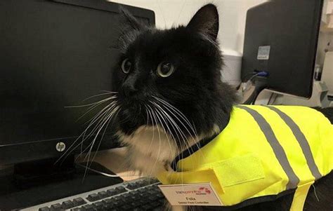 Huddersfield station cat Felix goes global - BBC News