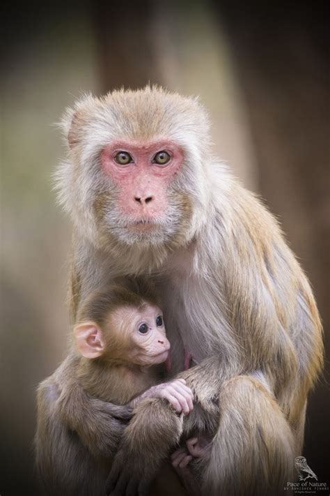 Rhesus Macaque | Pet monkey, Rhesus macaque, Animals beautiful