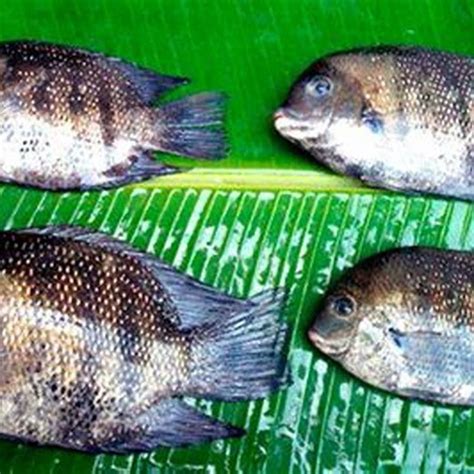 Which is the best fish in Kerala? - DIY Seattle