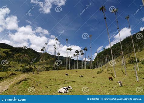 Colombia, Wax Palm Trees of Cocora Valley Stock Image - Image of park ...