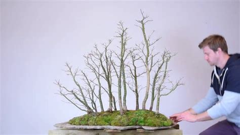 Maple Forest Bonsai | Small Changes for Long-term Effect - YouTube