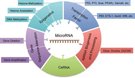 The role and mechanisms of action of microRNAs in cancer drug ...