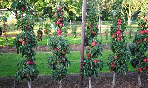 Column Pillar Fruit Trees | Fruit Trees