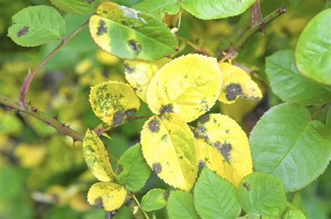 Save your roses: Here's how to fight dreaded black spot fungus | Black ...