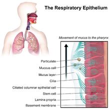 Mucus - Wikipedia