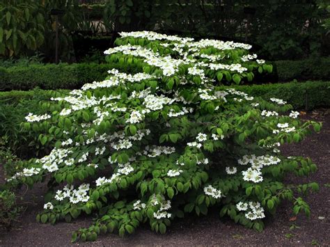 Viburnum plicatum Mariesii | Wedding Cake Shrub | The Plant Store NZ