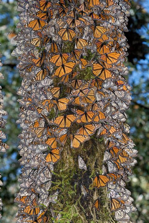 Monarch Migration in Mexico – Florida Museum