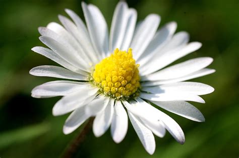 Bunga daisy putih, daisy, bunga, kecil, kelopak, Wallpaper HD | Wallpaperbetter