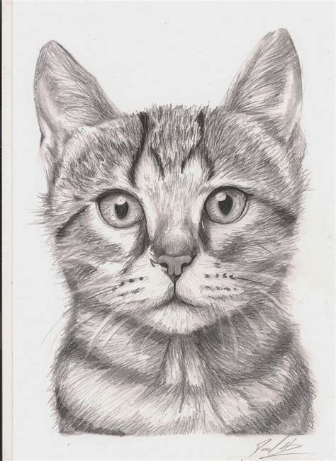 Scaredy Cat, Pencil, A4 - post | Cats art drawing, Kitten drawing ...