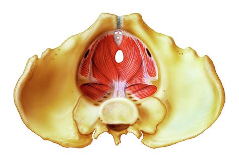 Male Pelvic Floor Photograph by Bo Veisland/science Photo Library